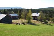 Tur till Hön med häst och vagn